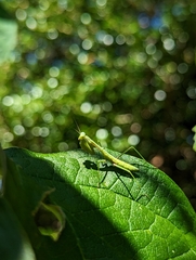 Orthodera