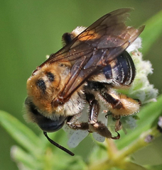 Melissodes comptoides