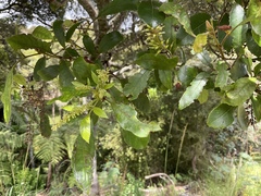 Pterophylla sylvicola