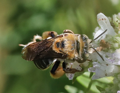 Melissodes comptoides