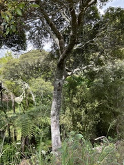 Pterophylla sylvicola