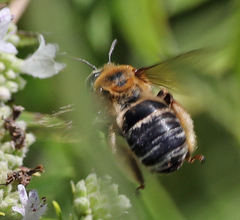 Melissodes comptoides