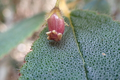 Coronanthera pulchra