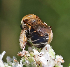 Melissodes comptoides