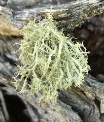 Usnea inermis