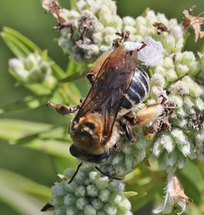 Melissodes comptoides