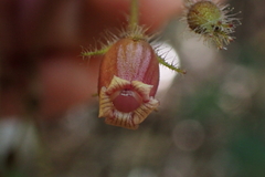 Coronanthera pulchra
