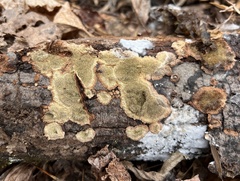 Dentocorticium portoricense