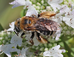 Melissodes comptoides