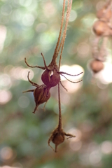 Coronanthera pulchra