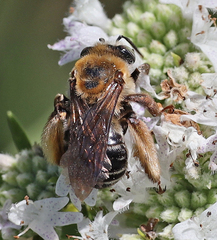 Melissodes comptoides