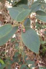 Coronanthera pulchra