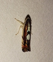 Diedrocephala variegata