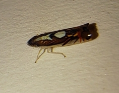 Diedrocephala variegata