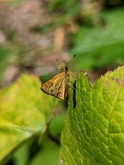 Ocybadistes walkeri sothis