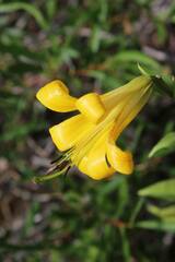 Lilium parryi