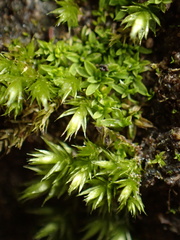 Mnium hornum