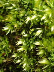Mnium hornum