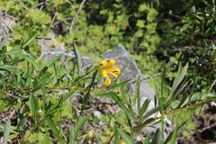 Lilium parryi