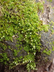 Mnium hornum