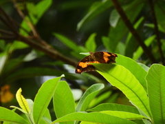 Yoma sabina