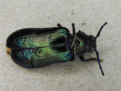 Phaolus metallicus