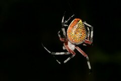 Eriophora nephiloides