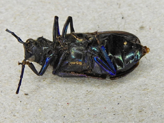 Phaolus metallicus