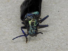 Phaolus metallicus