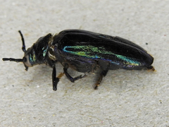 Phaolus metallicus