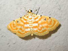 Notarcha quaternalis