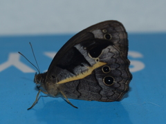 Posttaygetis penelea