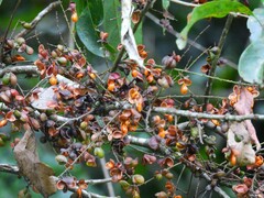 Guioa acutifolia