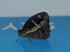 Posttaygetis penelea