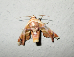 Eutelia callichroma