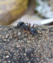 Camponotus compressus