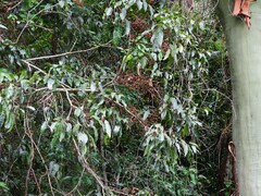 Guioa acutifolia