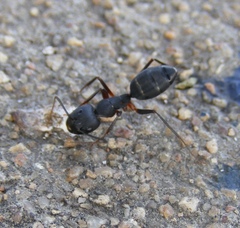 Camponotus compressus