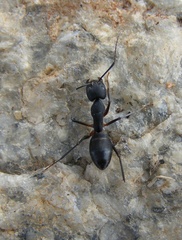 Camponotus compressus