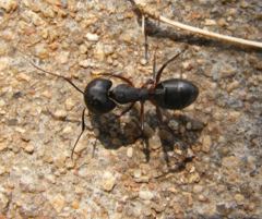 Camponotus compressus