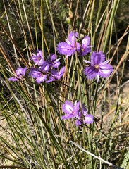Thysanotus racemoides