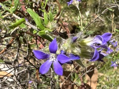 Billardiera variifolia