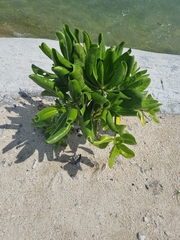 Scaevola taccada