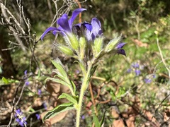 Billardiera variifolia