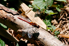 Diplacodes bipunctata