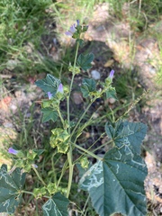 Malva nicaeensis