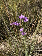Thysanotus racemoides