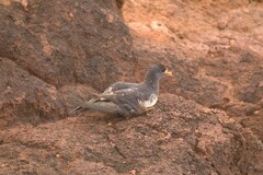 Pseudobulweria rostrata