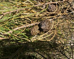 Allocasuarina muelleriana