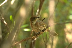 Pachycephala caledonica